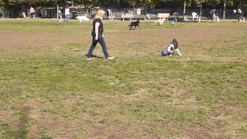 Ashley Off Leash Dog Park - Auburn, CA