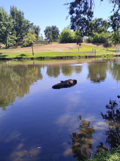 Ashley Off Leash Dog Park - Auburn, CA