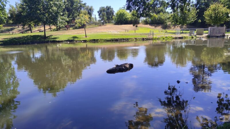 Ashley Off Leash Dog Park - Auburn, CA