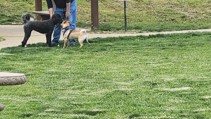 Ashley Off Leash Dog Park - Auburn, CA