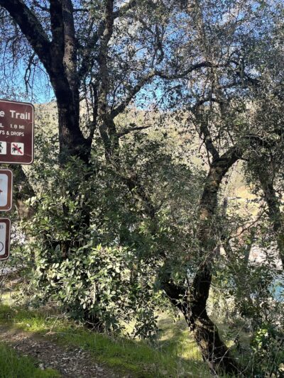 Confluence Trailhead - Auburn, CA