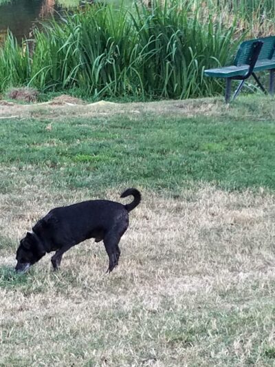 LOP Dog Park - Private to LOP Residents - Auburn, CA