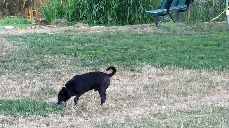 LOP Dog Park - Private to LOP Residents - Auburn, CA