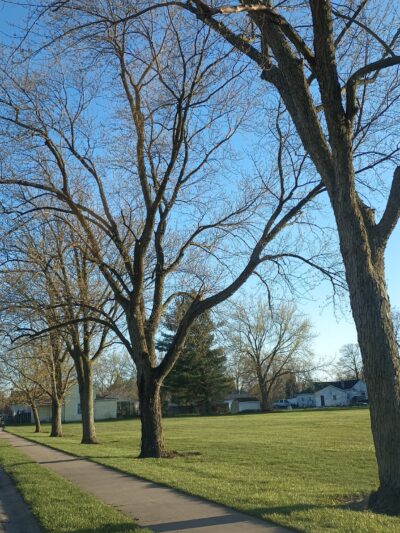 Forrest Park - Auburn, IN