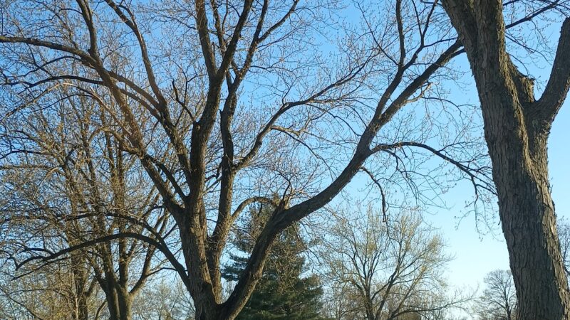 Forrest Park - Auburn, IN