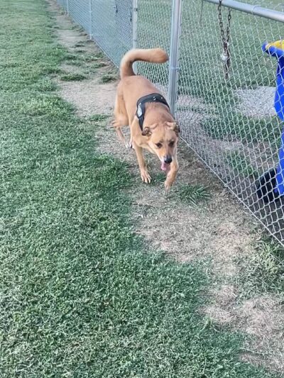 Auburn City Dog Park - Auburn, KY