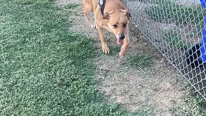 Auburn City Dog Park - Auburn, KY