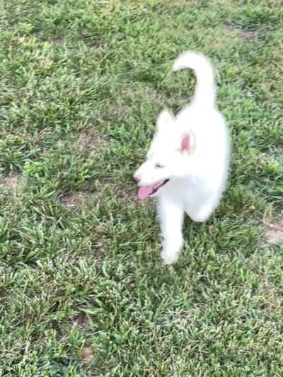 Auburn City Dog Park - Auburn, KY