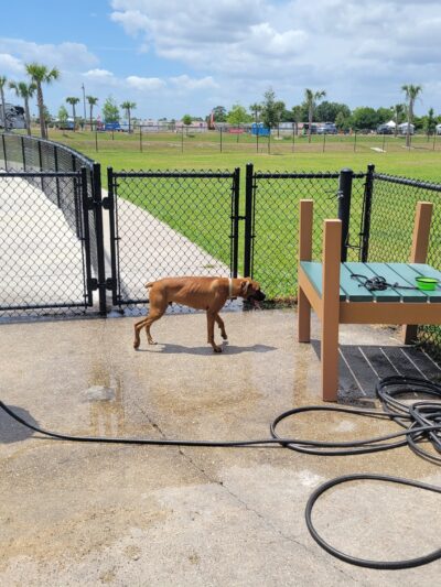 Auburndale Dog Park - Auburndale, FL