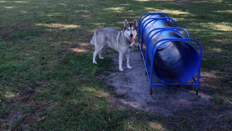 Auburndale Dog Park - Auburndale, FL