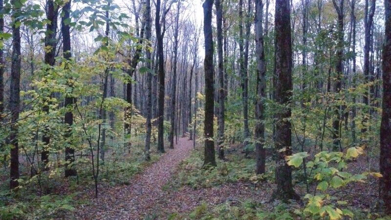 Harvey Mountain State Forest - Austerlitz, NY