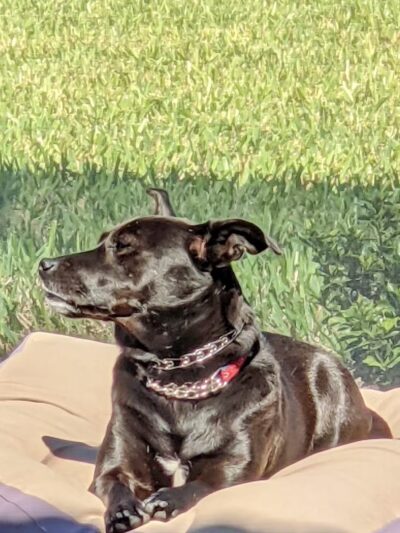 Ave Maria Dog Park - Ave Maria, FL