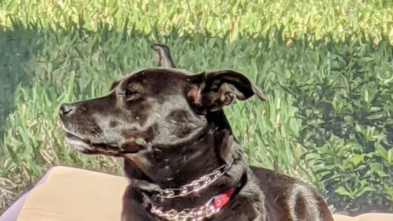 Ave Maria Dog Park - Ave Maria, FL