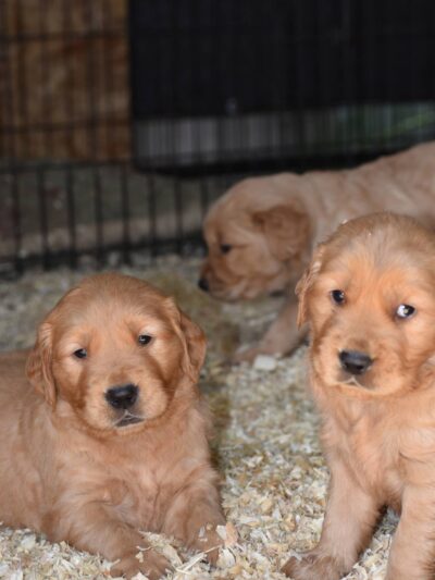 Jessica's Dog Park - Aventura, FL