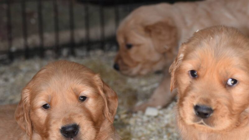 Jessica's Dog Park - Aventura, FL