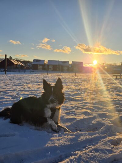 Avis Dog Park - Avis, PA