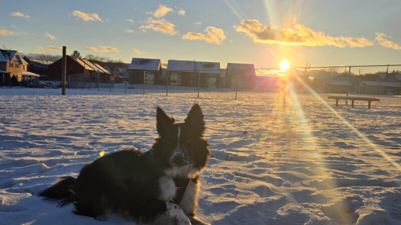 Avis Dog Park - Avis, PA