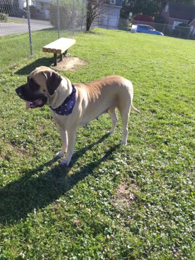 Avis Dog Park - Avis, PA