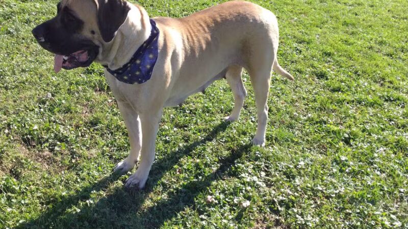 Avis Dog Park - Avis, PA