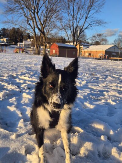 Avis Dog Park - Avis, PA