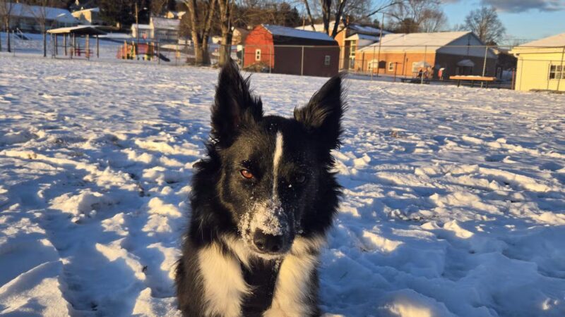 Avis Dog Park - Avis, PA