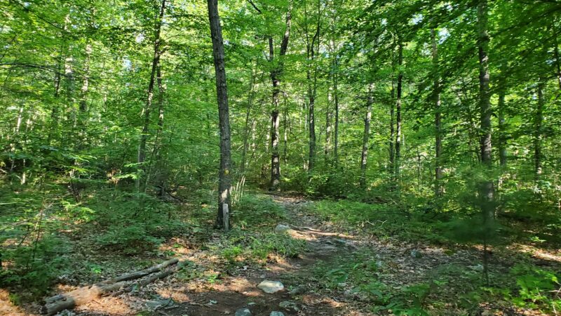 Found Land Park - Avon, CT