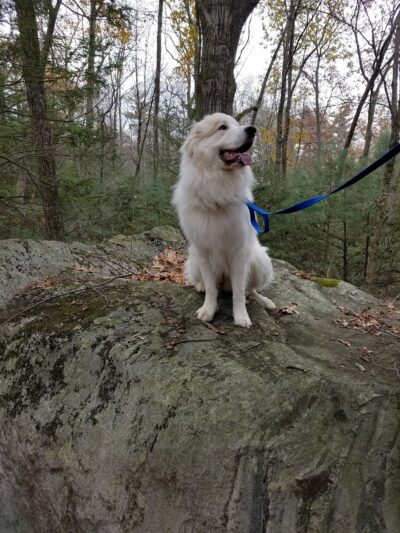 Found Land Park - Avon, CT
