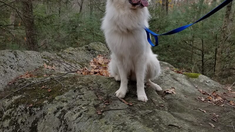Found Land Park - Avon, CT
