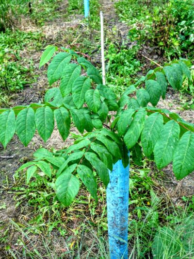 Avon Driving Park - Avon, NY