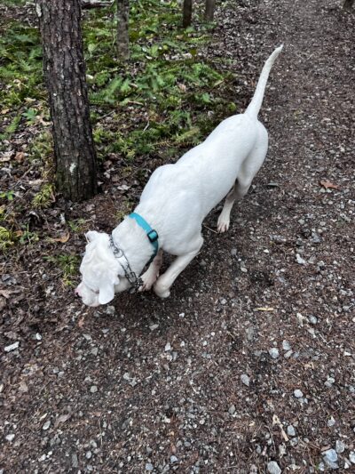 Paw Path - Axton, VA
