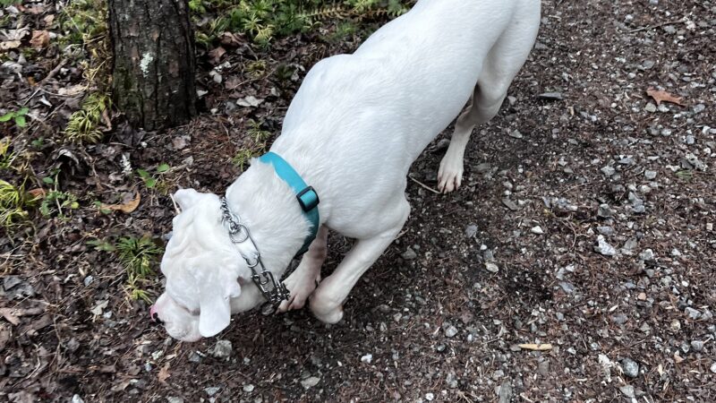Paw Path - Axton, VA