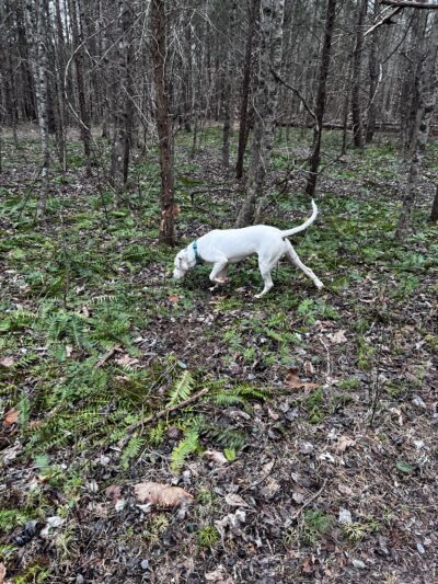 Paw Path - Axton, VA