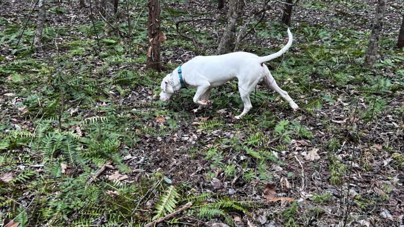 Paw Path - Axton, VA