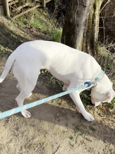 Paw Path - Axton, VA