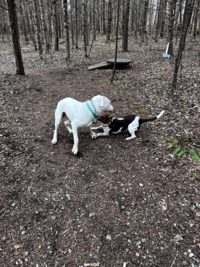 Paw Path - Axton, VA