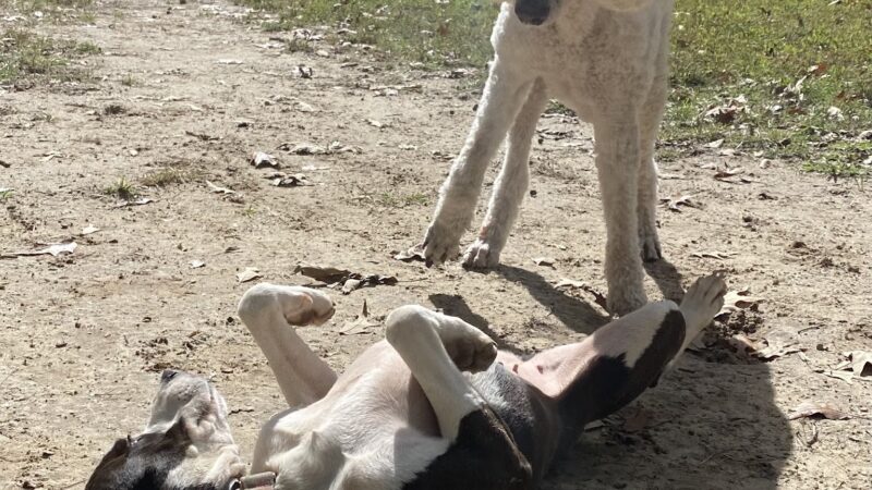 Alpha Love Dog Training - Aylett, VA