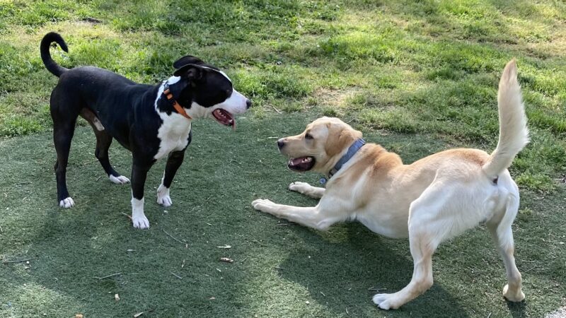 Alpha Love Dog Training - Aylett, VA