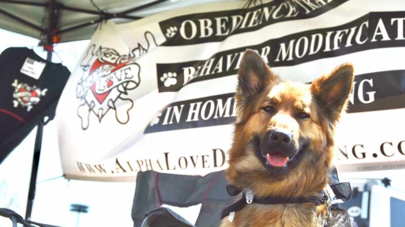 Alpha Love Dog Training - Aylett, VA