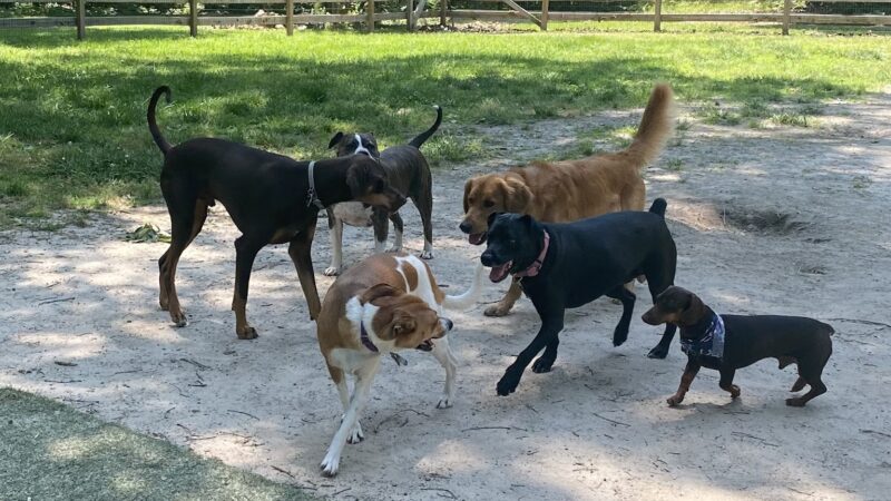 Alpha Love Dog Training - Aylett, VA