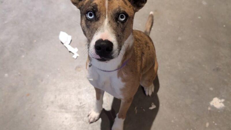 Aztec Dog Park - Aztec, NM