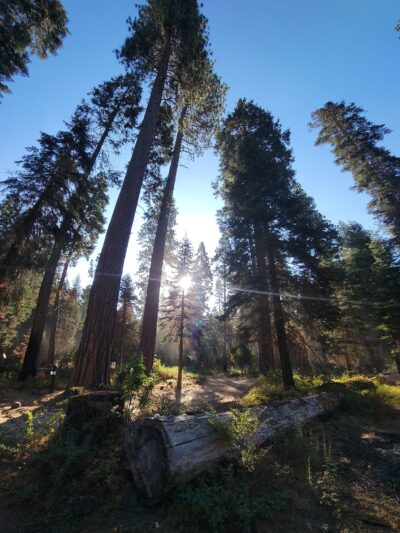 Eshom Campground - Badger, CA