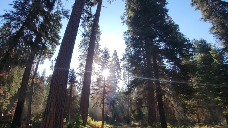 Eshom Campground - Badger, CA