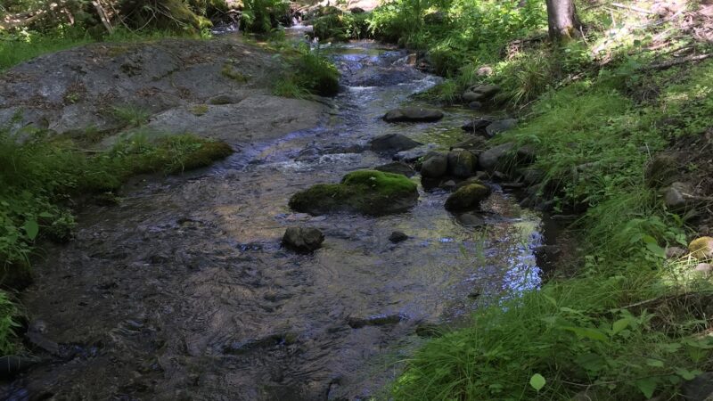 Eshom Campground - Badger, CA