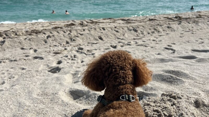 Haulover Dog Beach - Bal Harbour, FL
