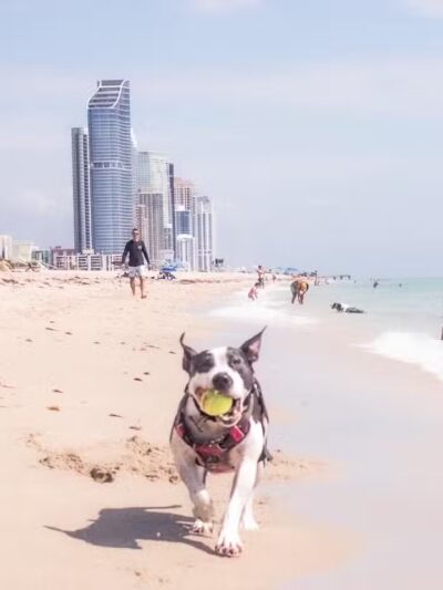 Haulover Dog Beach - Bal Harbour, FL