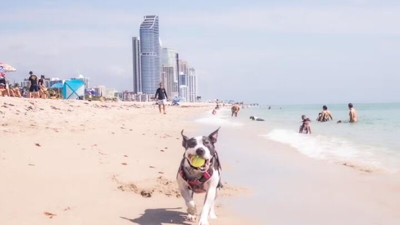 Haulover Dog Beach - Bal Harbour, FL