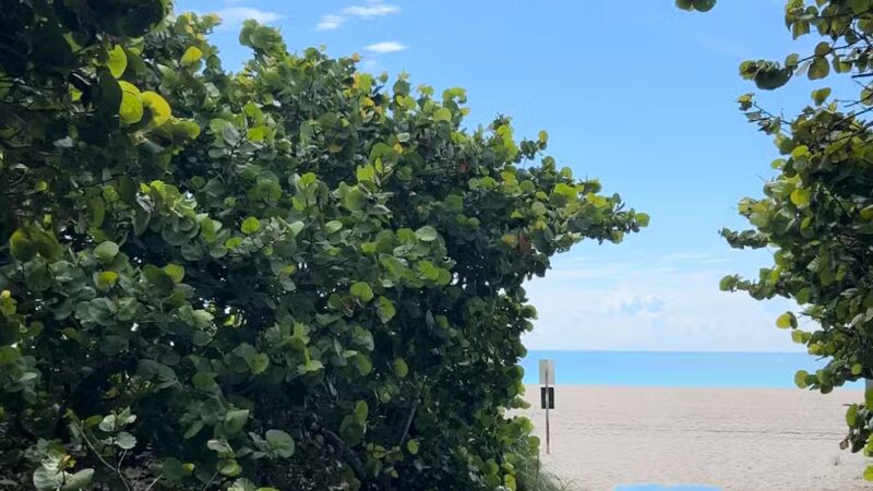 Haulover Dog Beach - Bal Harbour, FL