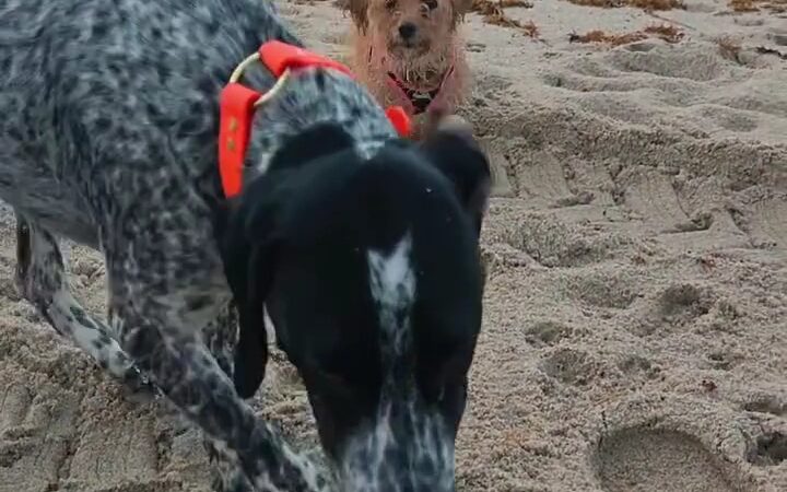 Haulover Dog Beach - Bal Harbour, FL