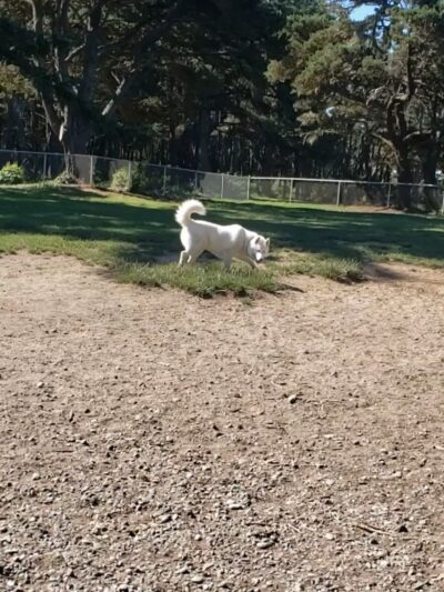 Bandon Dog Park - Bandon, OR