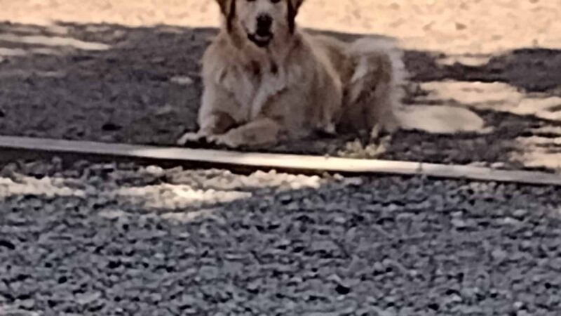 Bandon Dog Park - Bandon, OR